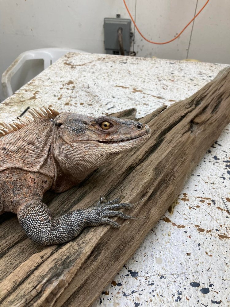 Swamp Dawg Taxidermy - taxidermy in Webster, FL