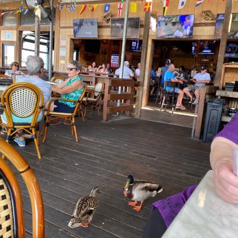Sam's - Blue Turtle Bay - Mallard Friends begging for a handout. - Sports Bars Near Me - Old Hickory, Tennessee Sam's - Blue Turtle Bay - Mallard Friends begging for a handout. - Sports Bars Near Me - Old Hickory, Tennessee