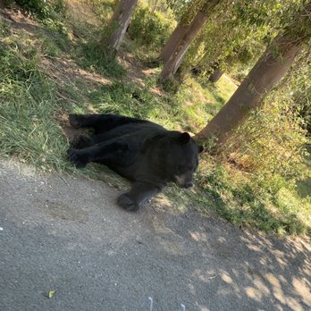 Yellowstone Bear World - Black Bear - Zoos Near Me - Rexburg, Idaho Yellowstone Bear World - Black Bear - Zoos Near Me - Rexburg, Idaho