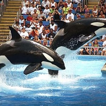 Taxi4Hire - My vacation in Orlando. Visit Sea World Show its so great! - Taxis Near Me Taxi4Hire - My vacation in Orlando. Visit Sea World Show its so great! - Taxis Near Me