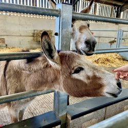 Odds Farm Park - Petting the donkeys