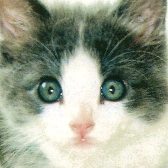 UrgentVet - Veterinarians Near Me - Cypress, Texas