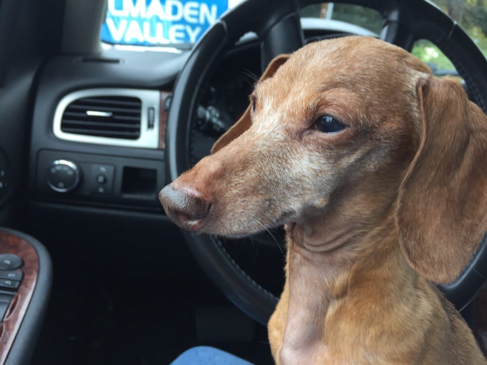 vca almaden valley animal hospital yelp