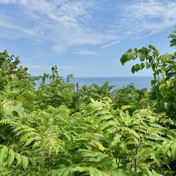 Big Bay Park