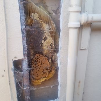 Smiling Bee - removal of stucco to reveal the hive - Pest Control Near Me