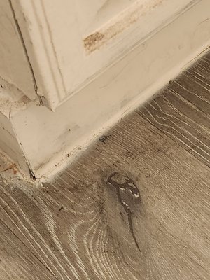 Pine Village Apartments