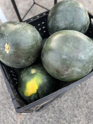 Lakewood Tower Farmers Market by null