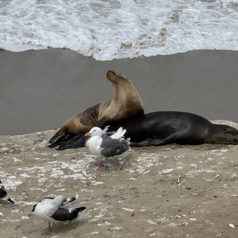 La Jolla Cove - Seals and birds - Parks Near Me - La Jolla, California La Jolla Cove - Seals and birds - Parks Near Me - La Jolla, California
