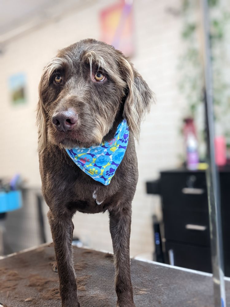 PATSY’S PET PARLOR Updated August 2024 11 Photos 2126 Central Ave