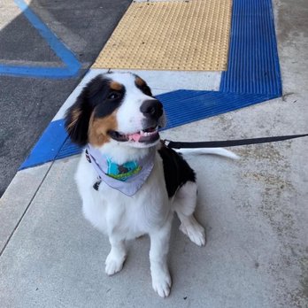 The Puppy Academy - Pet Training Near Me - Hermosa Beach, California The Puppy Academy - Pet Training Near Me - Hermosa Beach, California