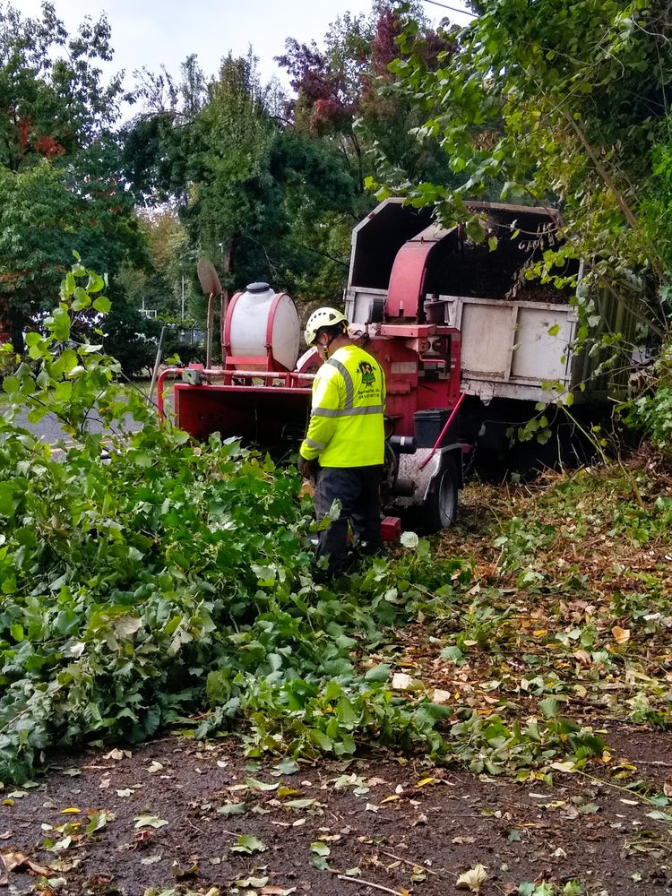 A and C Tree Service - tree service in Springfield, OR