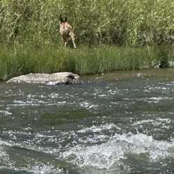 Defiance Rafting Company - Wildlife along the river.