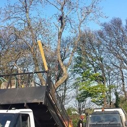 Tree & Landscaping Services North East - Large tree removal