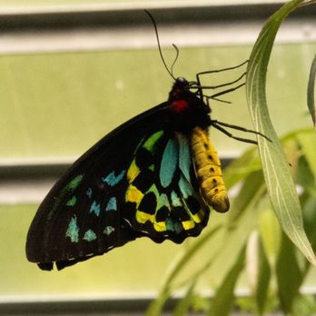 The Butterfly Place - Botanical Gardens Near Me - Westford, Massachusetts