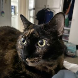 Above & Beyond Pet Care