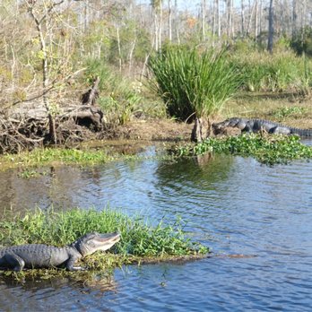 Jean Lafitte Swamp Tour - Two gators!! - Boat Tours Near Me - Marrero, Louisiana