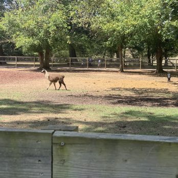 Noah's Ark Animal Sanctuary - Llama - Animal Shelters Near Me - Locust Grove, Georgia