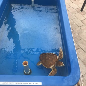 Loggerhead Marinelife Center - Community Service/Non-Profit Near Me - Juno Beach, Florida Loggerhead Marinelife Center - Community Service/Non-Profit Near Me - Juno Beach, Florida