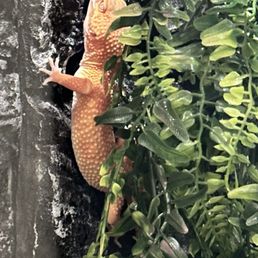 Our Tangerine Bell Albino!