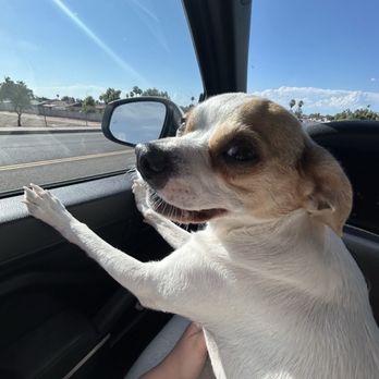 Preppy Pet - Tempe - Pet Groomers Near Me - Tempe, Arizona Preppy Pet - Tempe - Pet Groomers Near Me - Tempe, Arizona