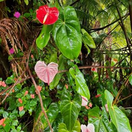 Beautiful anthiriums surrounds Volcano Inn. Beautiful anthiriums surrounds Volcano Inn.