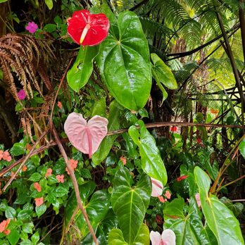 Volcano Inn - Beautiful anthiriums surrounds Volcano Inn. - Hotels Near Me - Volcano, Hawaii Volcano Inn - Beautiful anthiriums surrounds Volcano Inn. - Hotels Near Me - Volcano, Hawaii