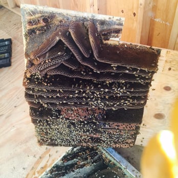 Bee Catchers - Live bee removal done by Bee Catchers, from underneath a shed in Pasadena CA. - Pest Control Near Me - Van Nuys, California Bee Catchers - Live bee removal done by Bee Catchers, from underneath a shed in Pasadena CA. - Pest Control Near Me - Van Nuys, California