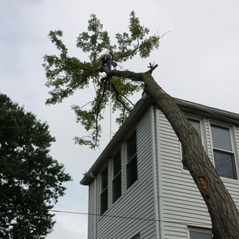 Ed's Tree Service - Just another one that you can't do with a bucket truck! WE GO WHERE BUCKET TRUCKS CANT! - Tree Services Near Me - Manchester, Missouri