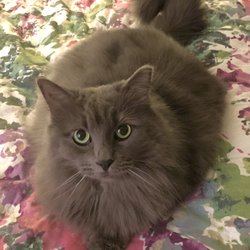 Pampered Pet Parlor - Cinderella after her grooming.