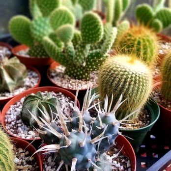 Sugar's Succulents - Nurseries & Gardening Near Me - Visalia, California Sugar's Succulents - Nurseries & Gardening Near Me - Visalia, California