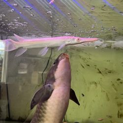 Predatory Fins - Looks good.  Thank you Team.