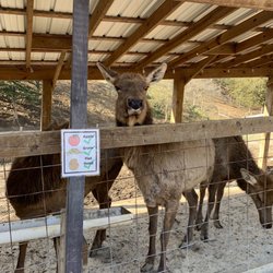 Elk