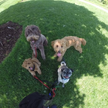 The Fetching Hound - One of the amazing photos Jeffrey sends! - Dog Walkers Near Me