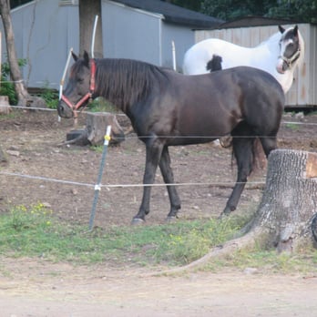 Dead Broke Farm - Horseback Riding Near Me - Raleigh, North Carolina