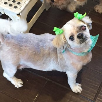 transfurmations mobile pet spa