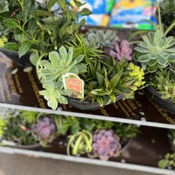 The Home Depot - Succulent baskets