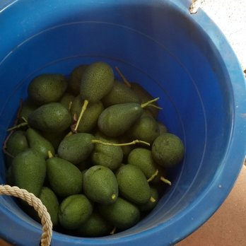 Acosta Tree Service - Avacados from a 100 year old tree that is kept healthy and producing by Acosta Trees - Tree Services Near Me Acosta Tree Service - Avacados from a 100 year old tree that is kept healthy and producing by Acosta Trees - Tree Services Near Me
