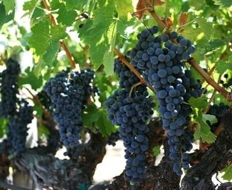 Joseph Cellars Winery by null