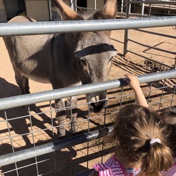 Phoenix Zoo - A very sweet donkey - Zoos Near Me - Phoenix, Arizona