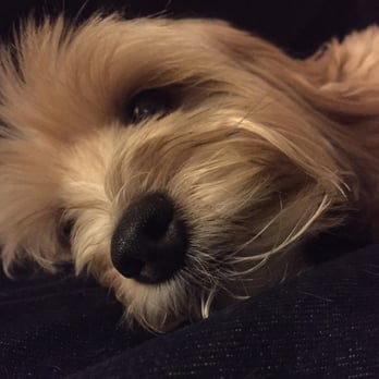 A-Wright Pet Grooming - Pet Groomers Near Me - Atascadero, California