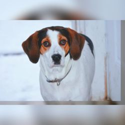 Care-A-Van - Rainey our beloved Treeing Walker Coonhound she left paw prints on our hearts