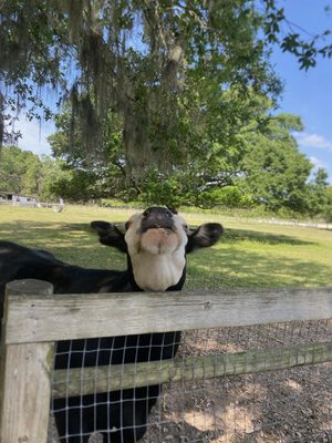 Beasley Farm by null