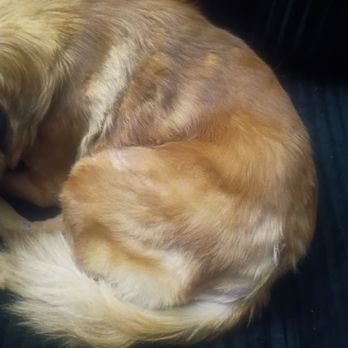 Petlux Grooming - Not trimmed well. - Pet Groomers Near Me