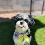 Photo of Dog Beauty Parlor