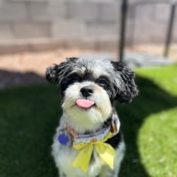 Dog Beauty Parlor - My girl