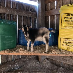 Artesia Sawdust Products - Animal bedding products for increased cushion and absorbency.