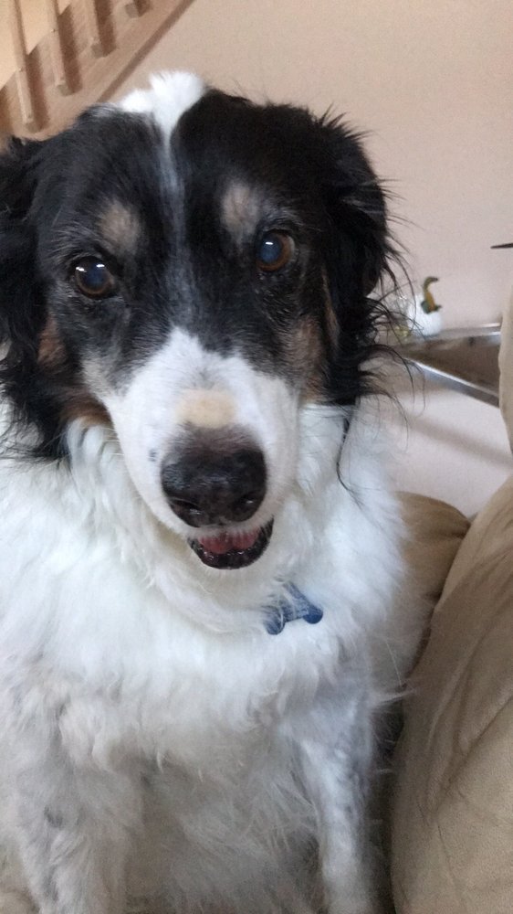 WONDER DOGS MOBILE GROOMING Updated September 2024 21 Photos