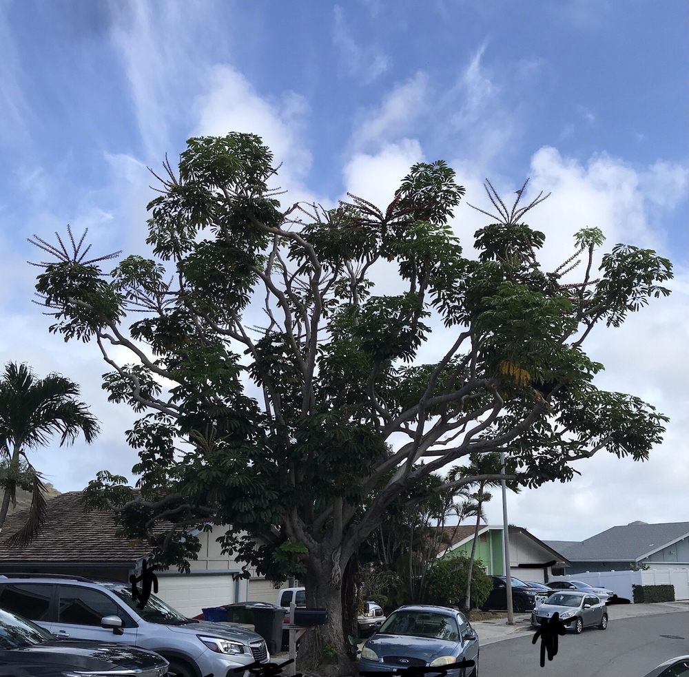 Ohana Tree Services - tree service in Mililani, HI