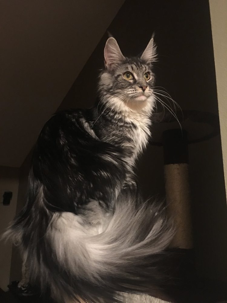 HUDSON VALLEY MAINE COONS Updated August 2024 Hopewell Junction