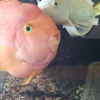 Smitty's - two fish in an aquarium - American Near Me - Nanaimo, British Columbia